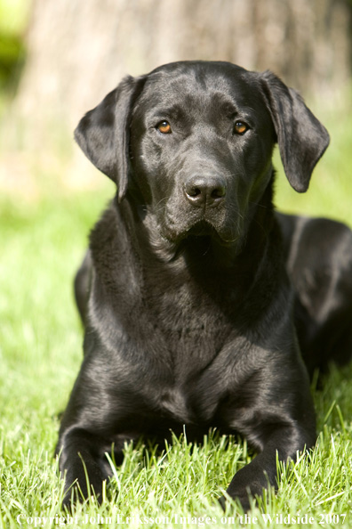 Black Labrador Retriever