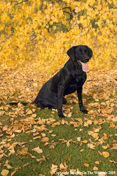 Black Labrador Retriever