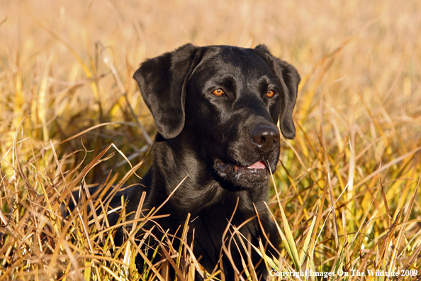 Black Labrador Retriever