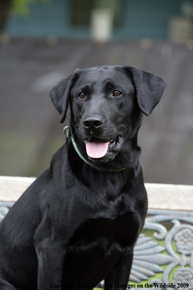 Black Labrador Retriever 