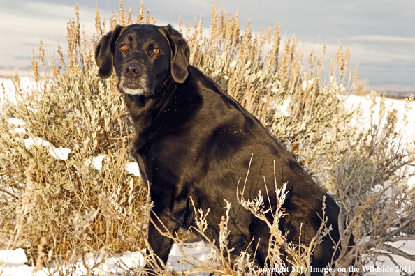 Black Labrador Retriever in winter. 