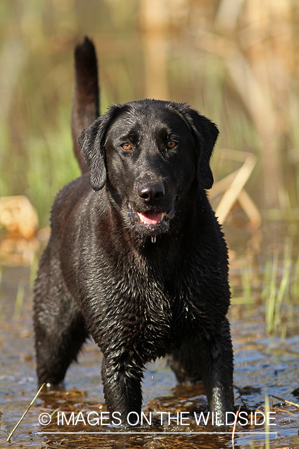 Black Labrador Retriever in field. 