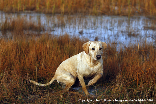 Yellow Labrador Retriever in field