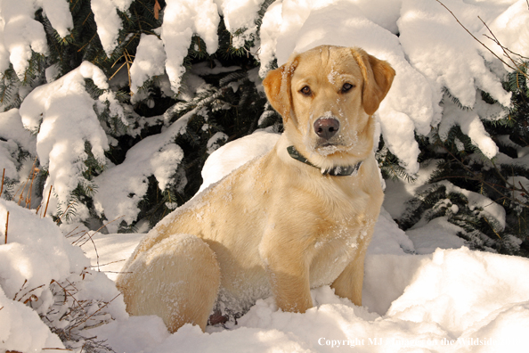 Yellow Labrador Retriever 