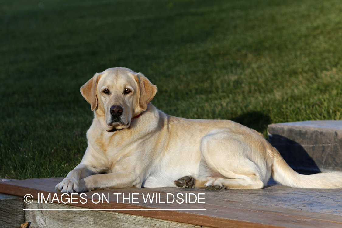 Yellow Labrador Retriever sitting on deck.