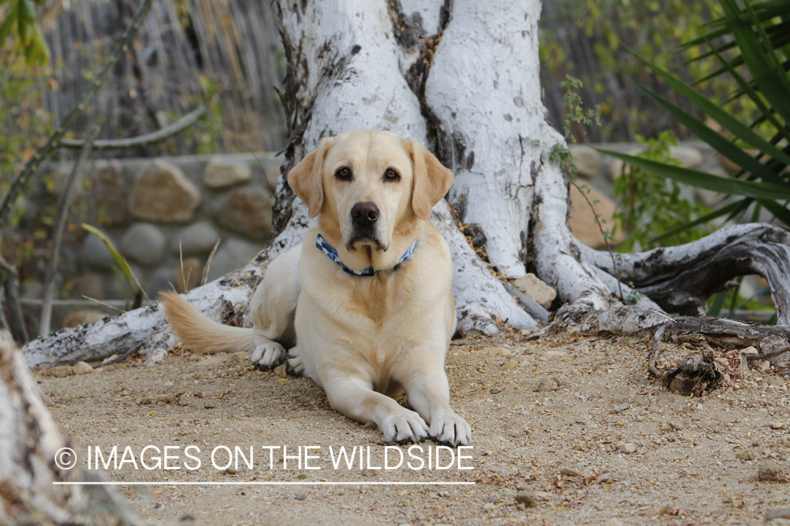 Yellow lab laying in front of tree.