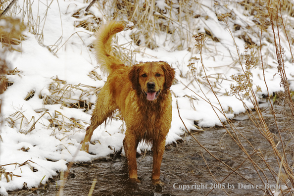 Golden Retriever in stream.