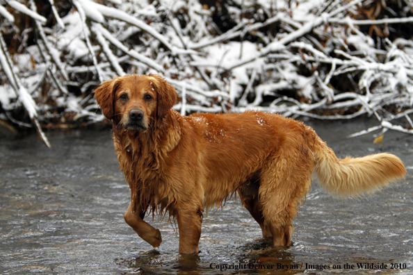 Golden Retriever in the water