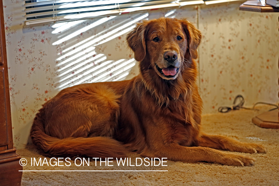 Golden Retriever in house.