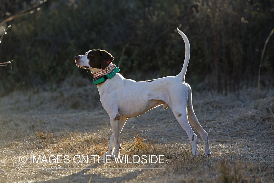 English pointer on bobwhite quail hunt.