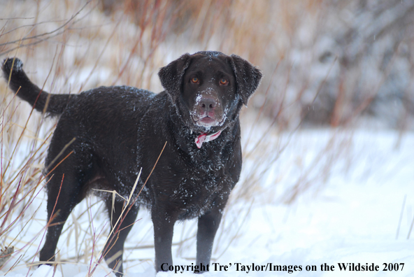 Chocolate Labrador Retriever in snow