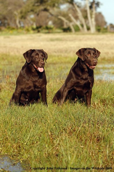 Chocolate Labrador Retrievers in field