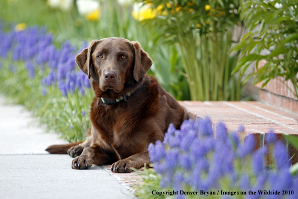 Chocolate Labrador Retriever