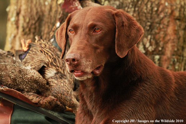 Chocolate Labrador Retriever in field