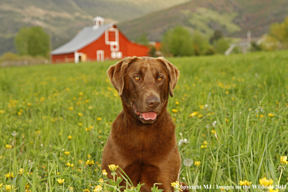 Chocolate Labrador Retriever.