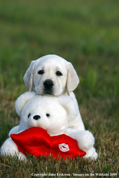 Yellow Labrador Retriever puppy with stuffed toy