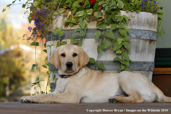 Yellow Labrador Retriever Puppy