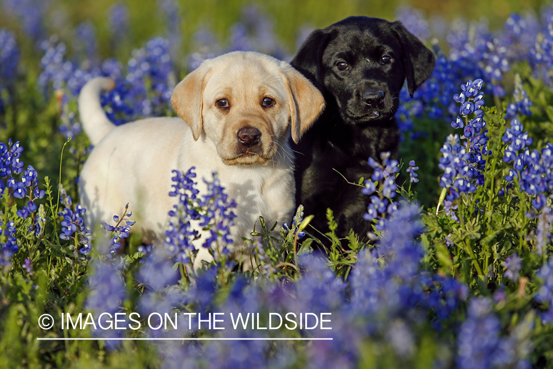 Yellow and black labrador retriever puppies in field of wildflowers.