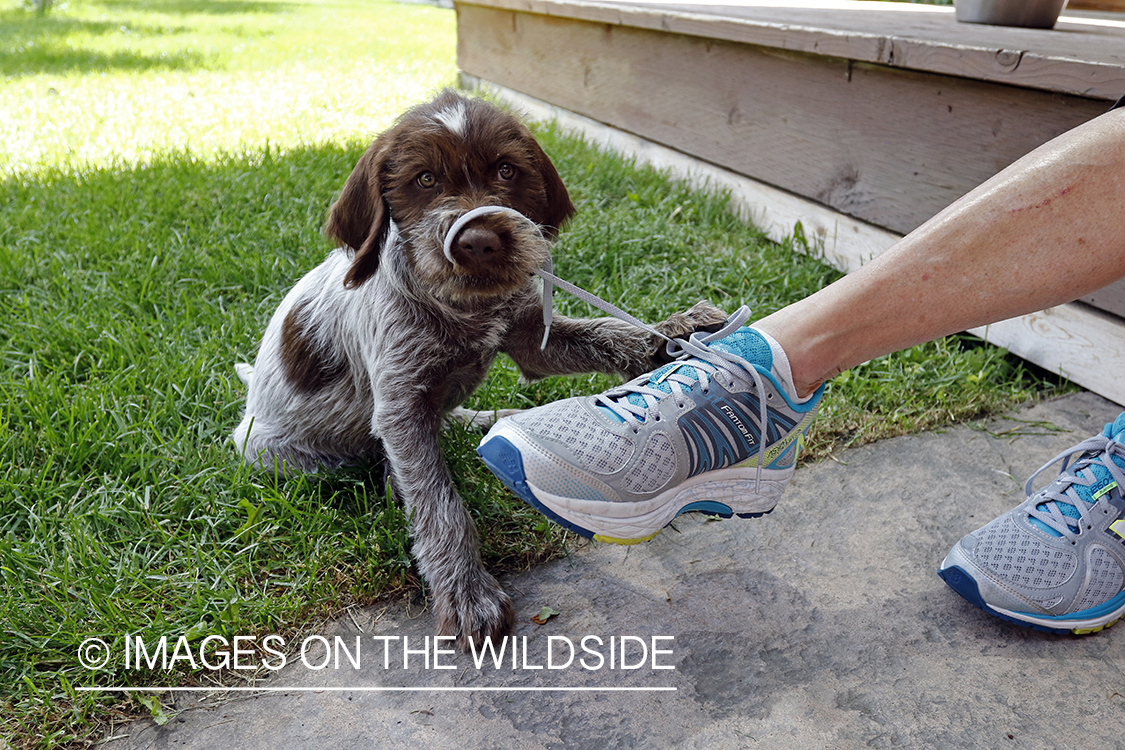 Puppy and owner playing.