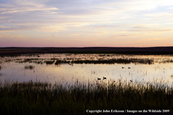 Sunset on wetlands