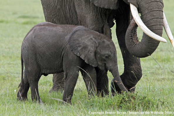 African Elephant (calf with cow)