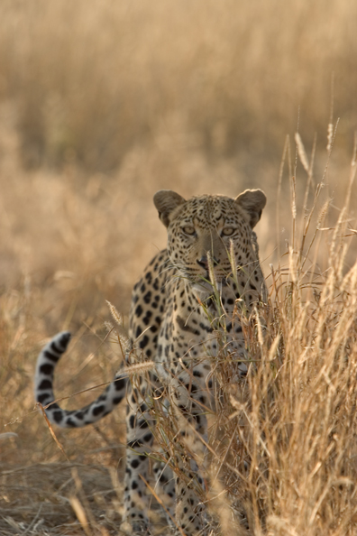 Leopard in habitat. Africa