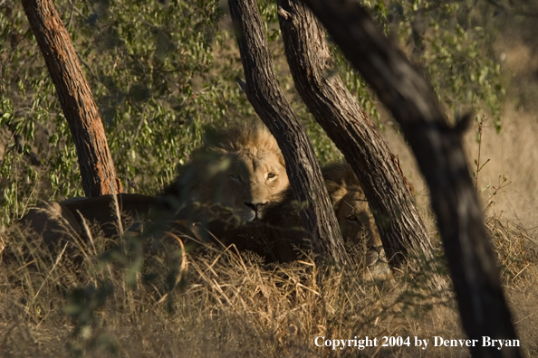 Male African lions in habitat. Africa