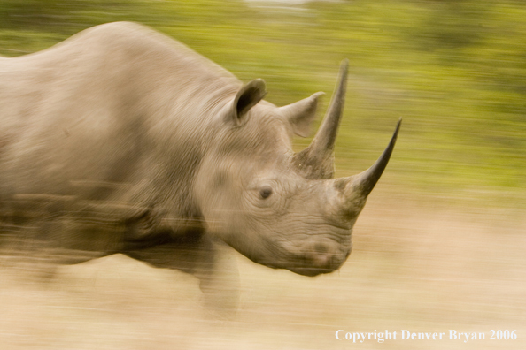 Black rhino in Africa.