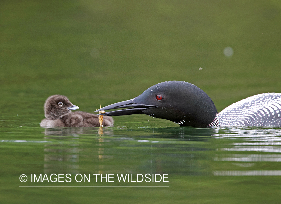 Loon feeding chicks.