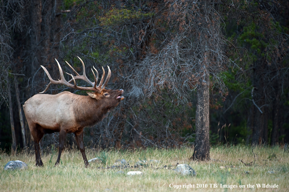 Rocky mountain elk in habitat.