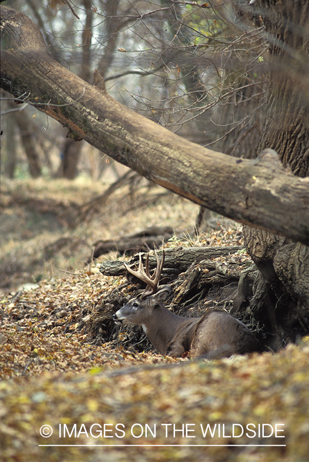 Whitetailed deer bedded down.