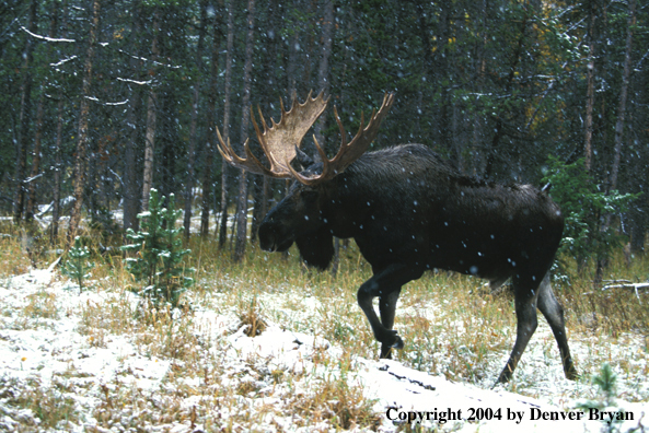 Bull moose in habitat.