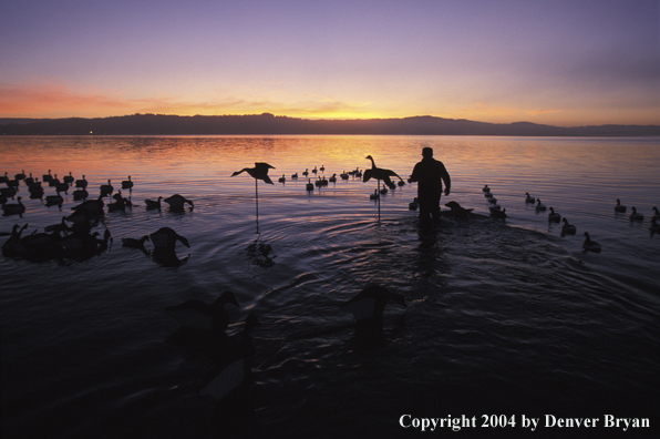 Waterfowl hunter and Lab in water with decoys.