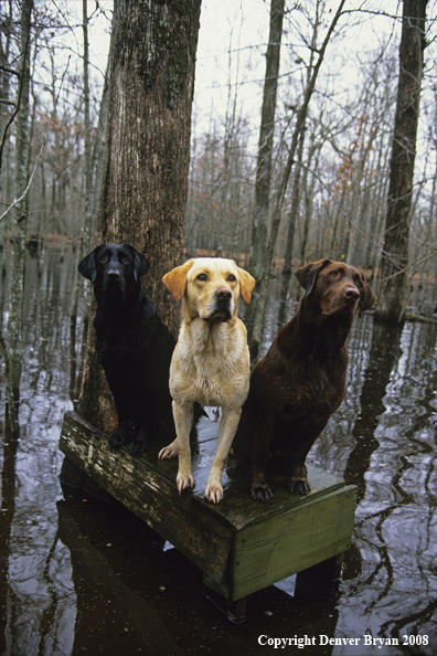 Labrador Retrievers