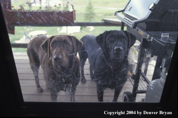 Chocolate and black labrador retrievers waiting to be let in.