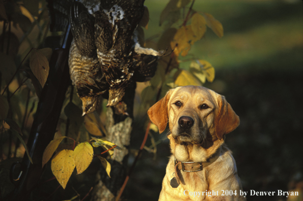 Yellow Labrador Retriever with ruffed grouse