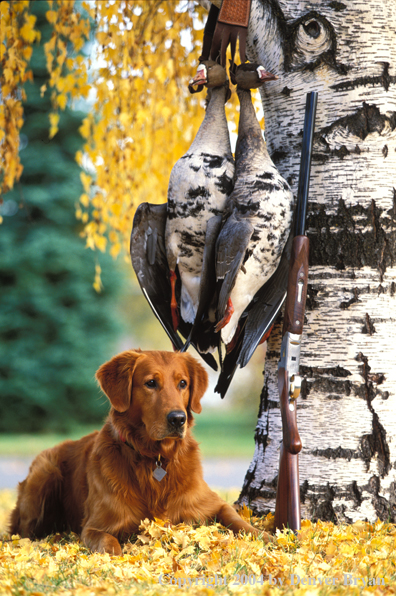 Golden Retriever with bagged geese.  