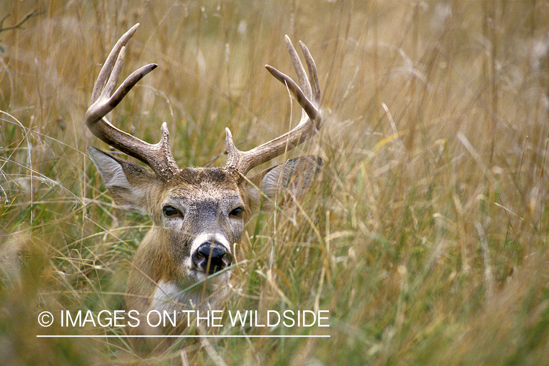 Whitetail deer bedded down.