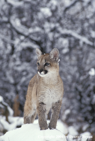 Mountain lion cub in habitat