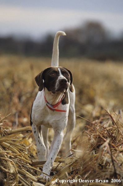 English Pointer portrait.