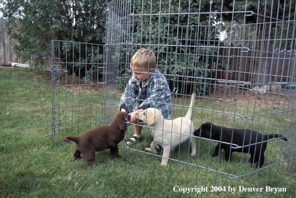 Child with yellow, chocolate, and black Labrador Retriever puppies