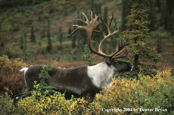 Caribou bull in habitat.