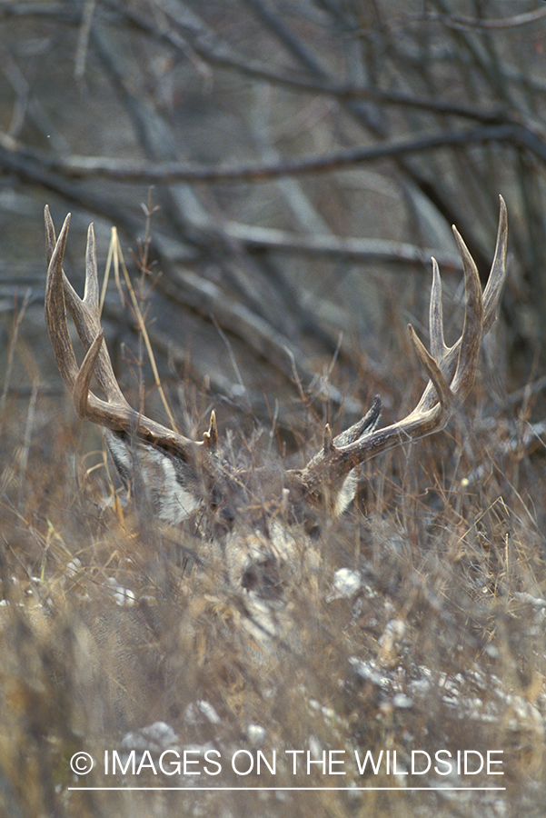 Mule deer in habitat.