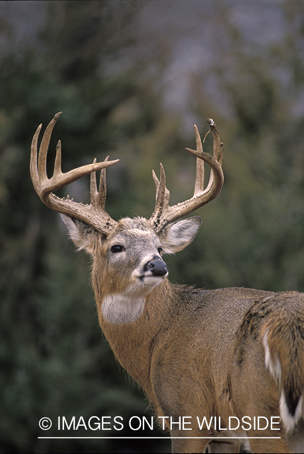 Whitetail deer in habitat.