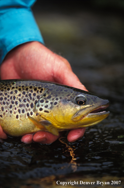 Brown Trout.