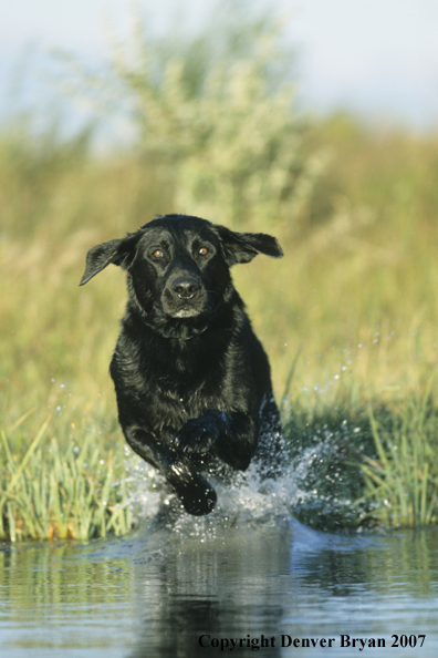 Black Labrador Retriever