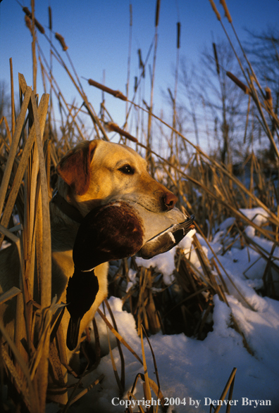 Yellow Labrador Retriever with mallard