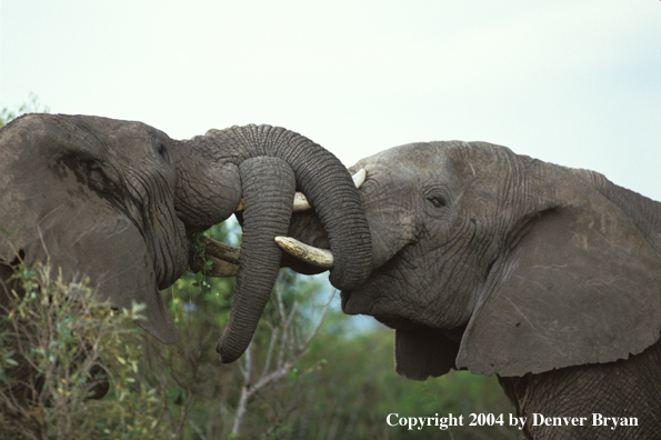 African elephants playing/fighting.