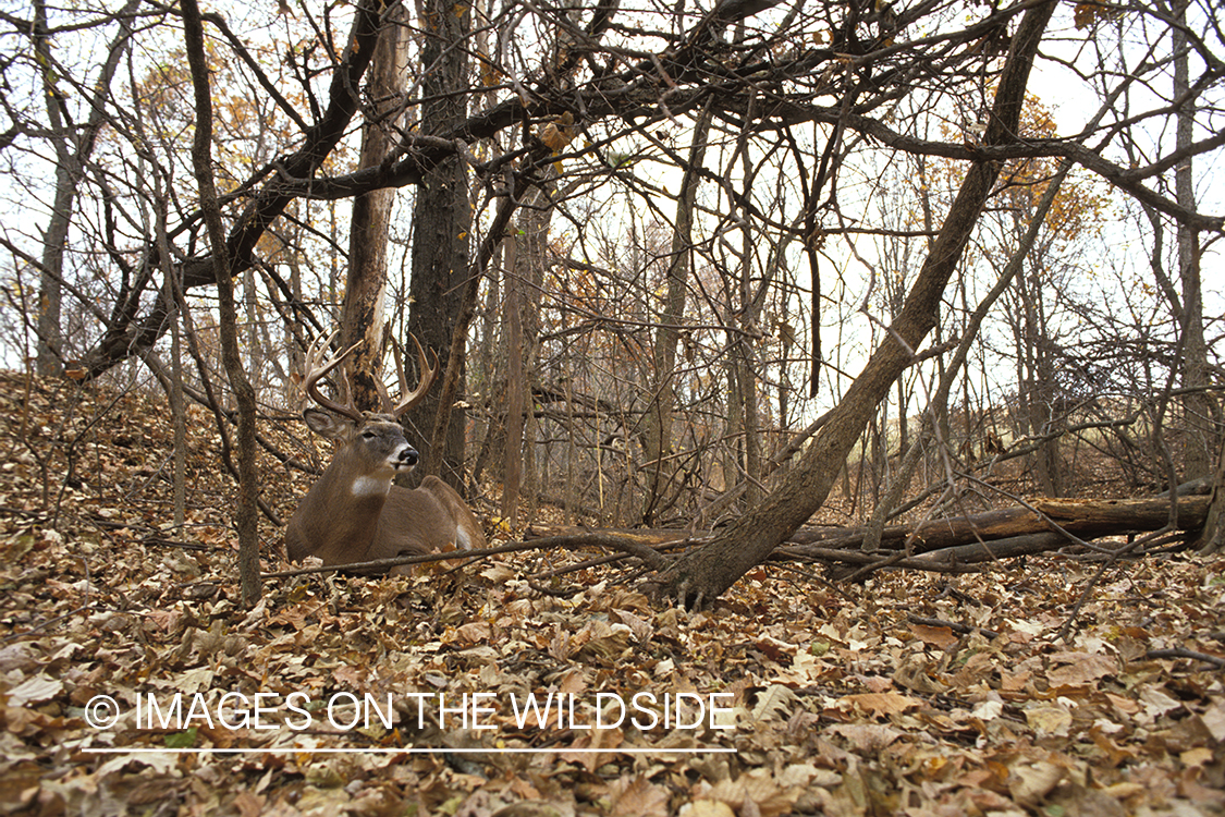 Whitetailed deer bedded down.