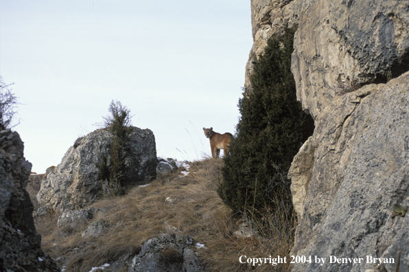 Mountain lion in habitat